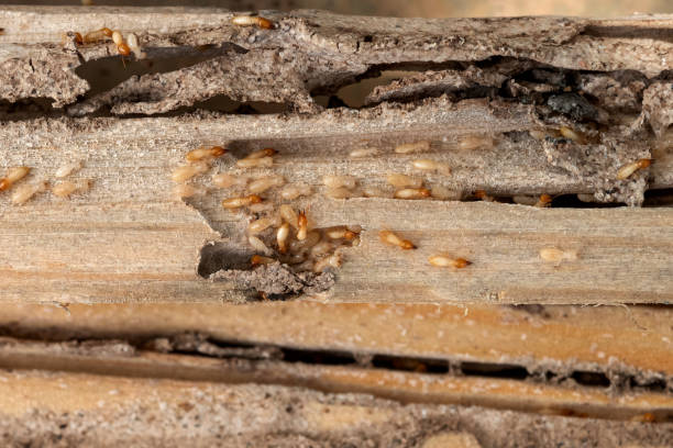 Best Affordable Pest Control Services  in Silver Lake, NJ